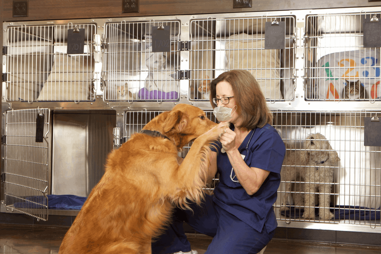 Disinfecting Kennels GermFree by Ecosuds